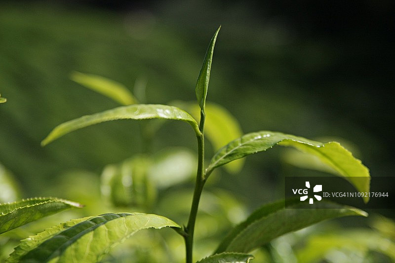 马来西亚金马仑高原茶园景色图片素材