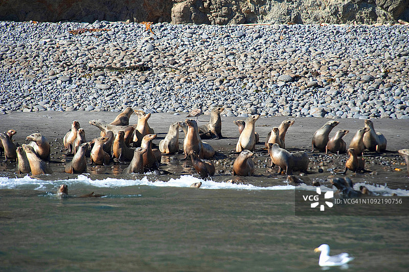 海狮享受阳光图片素材