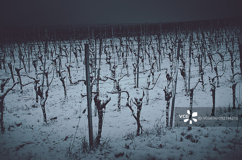 夜幕下的葡萄园冬景图片素材