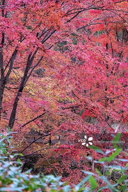 日本京都北野天满宫的枫树（红叶苑）III图片素材