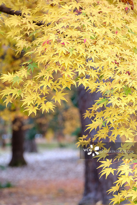 日本京都的枫叶集锦 II图片素材