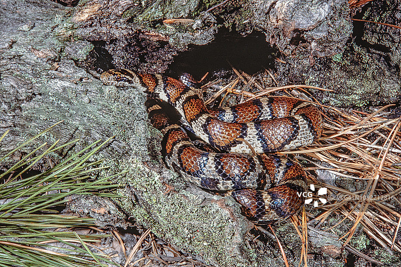 东部乳蛇图片素材