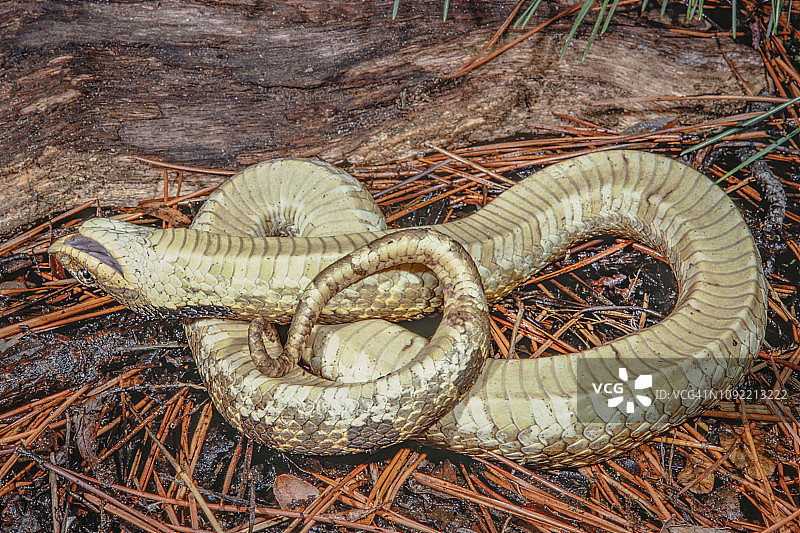 装死的东部猪鼻蛇图片素材