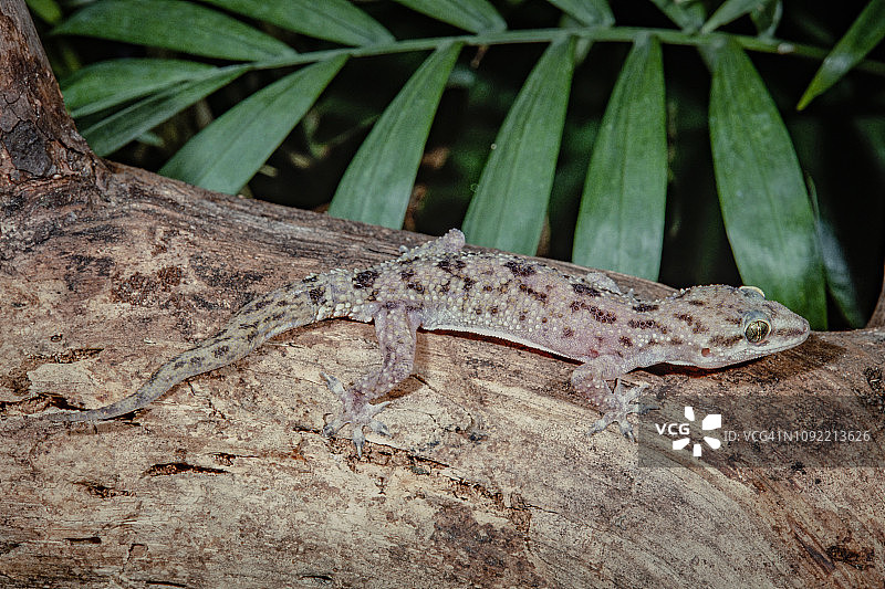 地中海壁虎图片素材