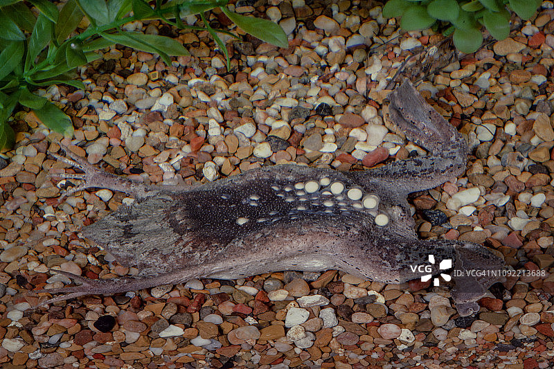 带有卵的苏里南蟾蜍图片素材