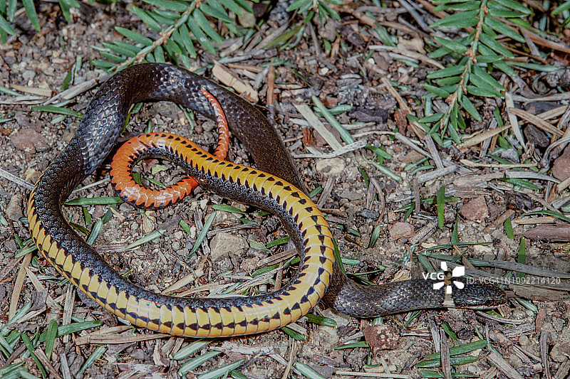 环颈蛇图片素材