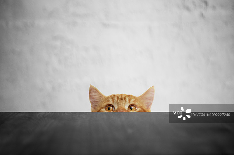 大眼睛的顽皮猫，英国短毛猫图片素材