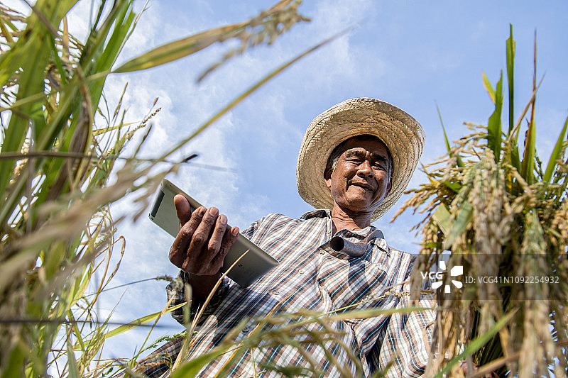 农民站在麦田里查看平板电脑图片素材