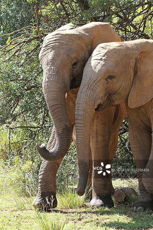 小象和它的母亲图片素材