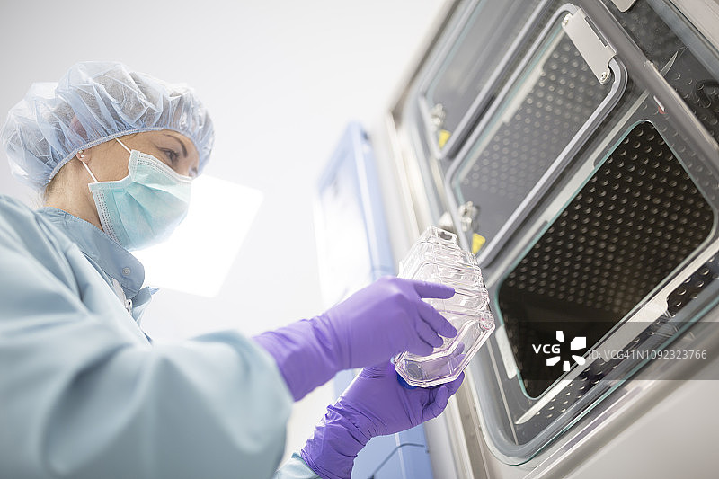 药物生产实验室培养容器中的茎培养图片素材