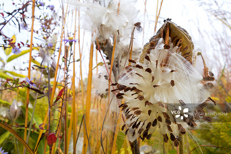 德国秋季植物园里引人注目的马利筋图片素材