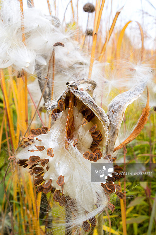 德国秋季植物园里引人注目的马利筋图片素材