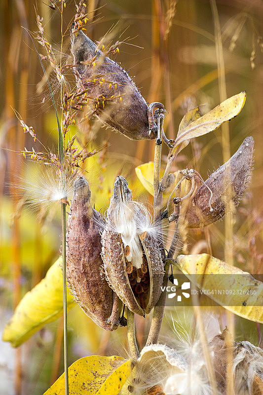 德国秋季植物园里引人注目的马利筋图片素材