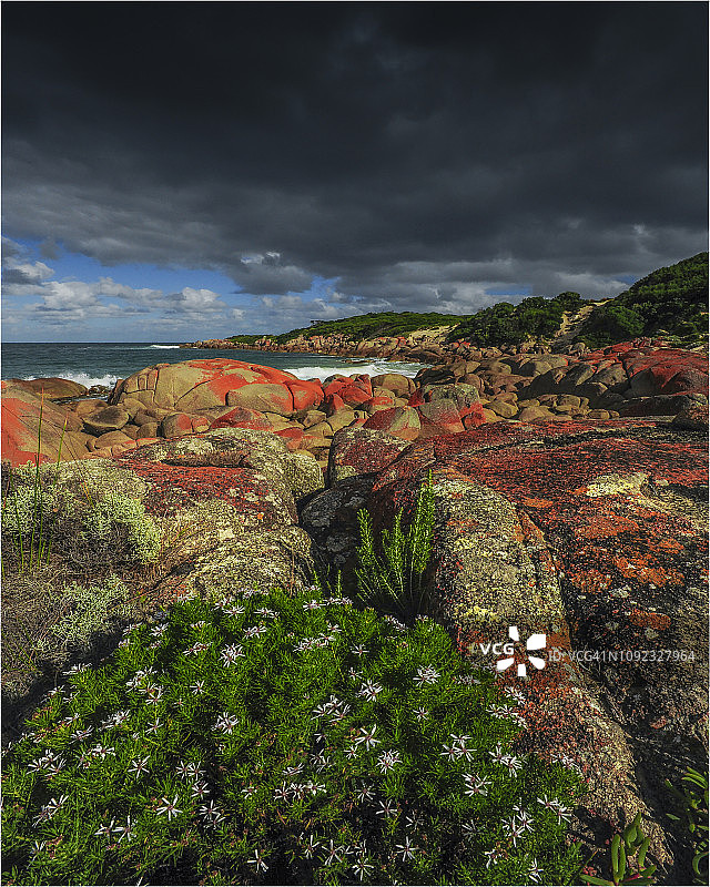 塔斯马尼亚金岛西海岸晚春盛开的野花图片素材