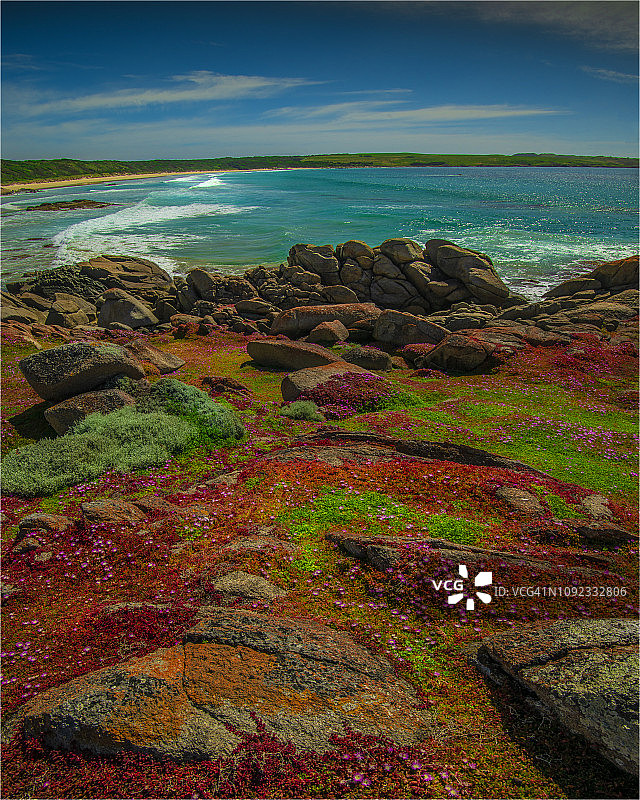 塔斯马尼亚金岛失望湾北部海岸线及夏季盛开的野花图片素材