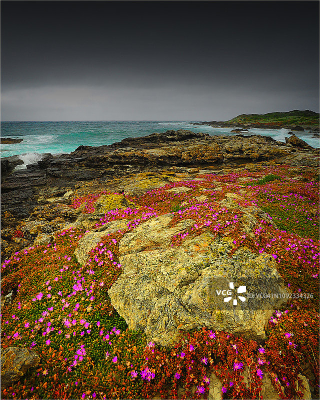 塔斯马尼亚金岛西海岸晚春盛开的野花图片素材
