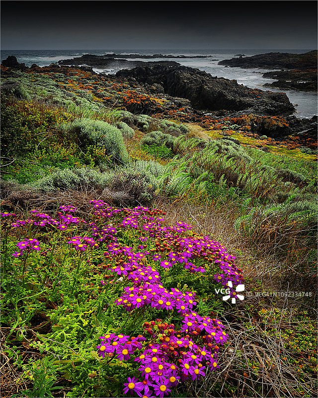 塔斯马尼亚金岛海峡西海岸盛开的野花图片素材