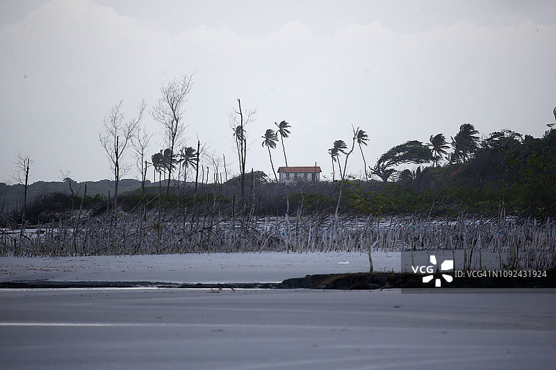 巴西亚马逊地区热带红树林区图片素材