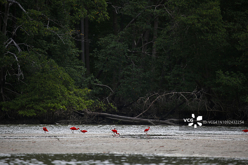 低潮时红树林中的朱红宜必思图片素材