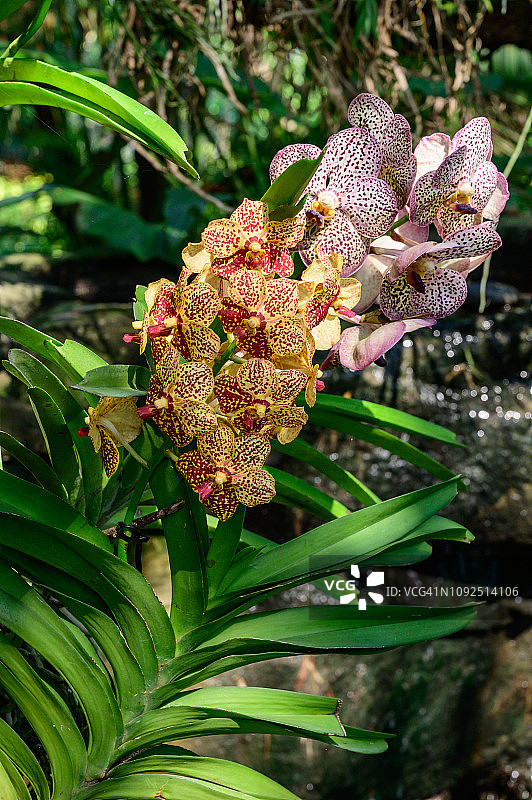 泰国美丽兰花图片素材