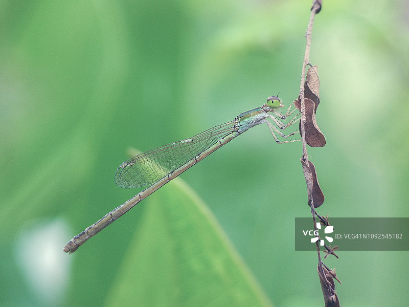 豆娘栖息树枝特写图片素材