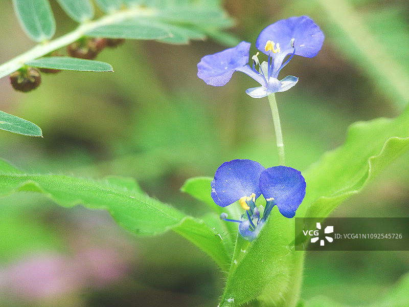 蓝色小花特写图片素材