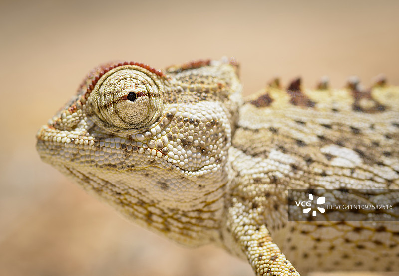 纳米夸变色龙图片素材