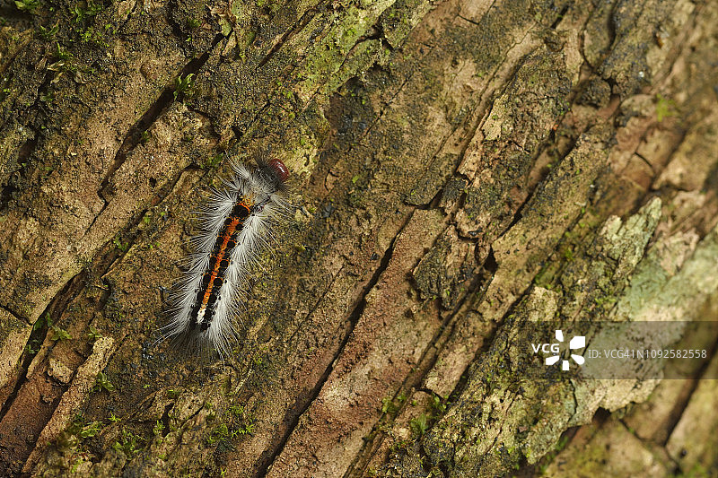 一只色彩鲜艳的毛毛虫沿着树木的纹理树皮爬行。德拉肯斯堡乌卡兰巴国家公园，夸祖鲁-纳塔尔省，南非图片素材