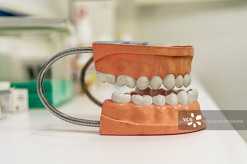 白色背景上的牙齿模型图片素材