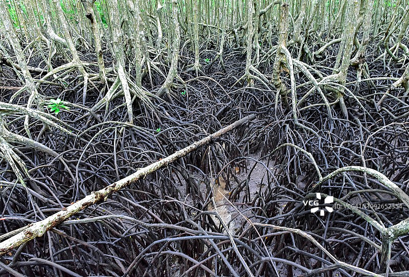 加雅岛的红树林图片素材