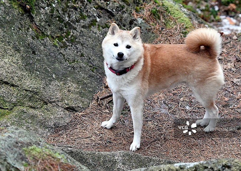 柴犬图片素材