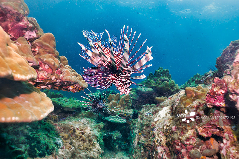 珊瑚礁上的狮子鱼（又名蓑鲉）图片素材