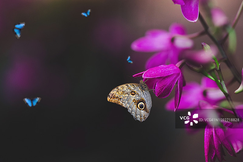 兰花园中的蝴蝶图片素材