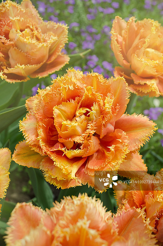 郁金香。橙色重瓣郁金香图片素材