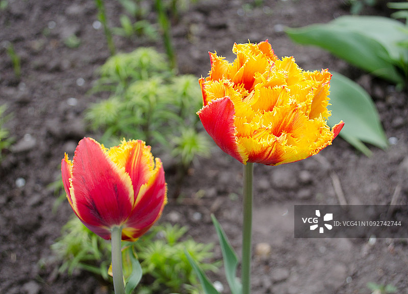 名为金粉的郁金香：流苏牡丹郁金香图片素材