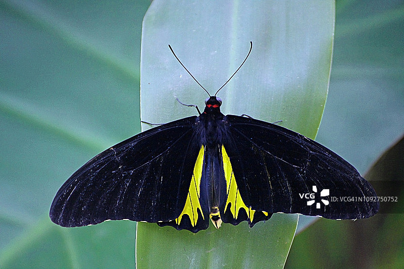 绿叶上的大摩门蝶，动物主题图片素材