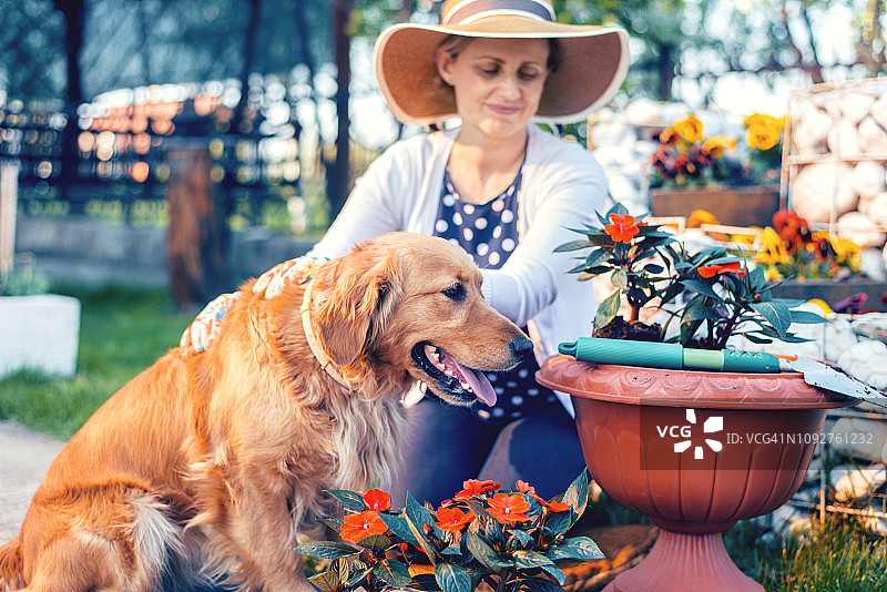 夏天花园里，女人和她的狗一起种花图片素材