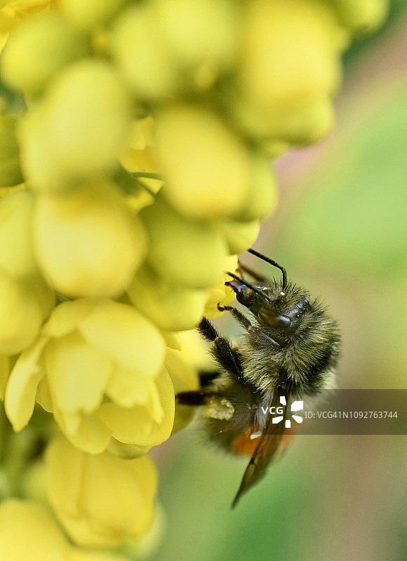西雅图黑尾熊蜂采食十大功劳花图片素材