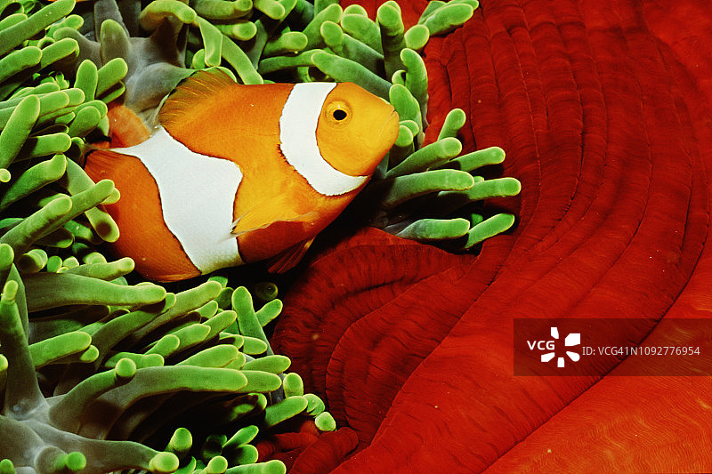 海葵中的眼斑海葵图片素材