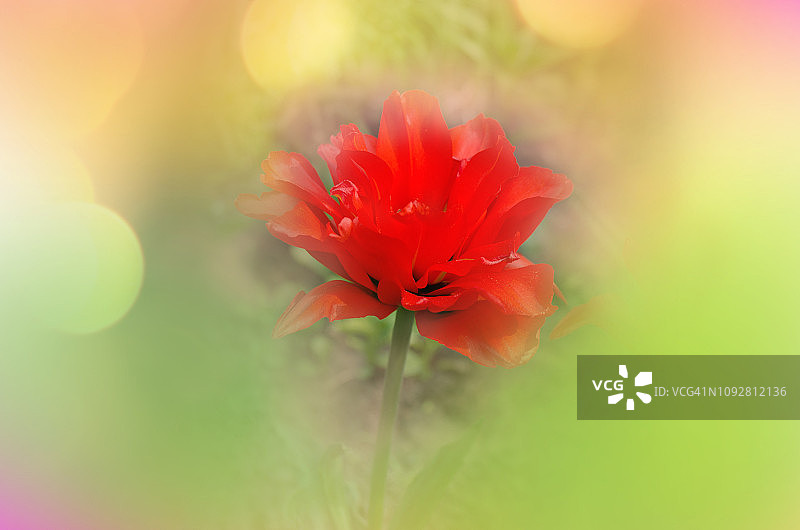 重瓣红色郁金香图片素材