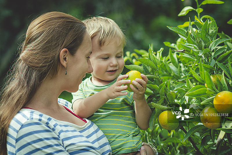 夏季柑橘树旁的家庭图片素材