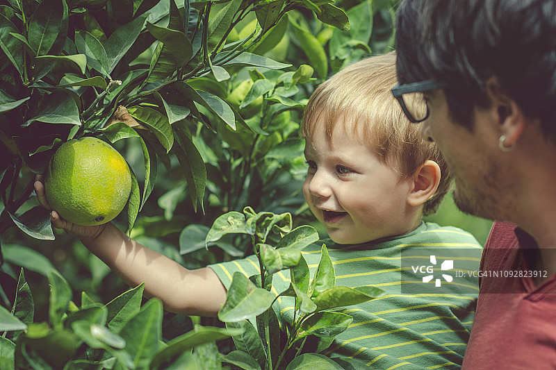 夏季柑橘树旁的家庭图片素材