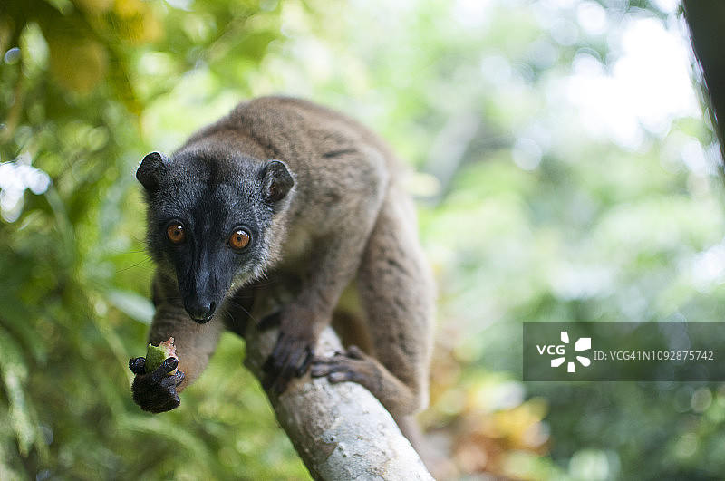 棕色狐猴特写图片素材