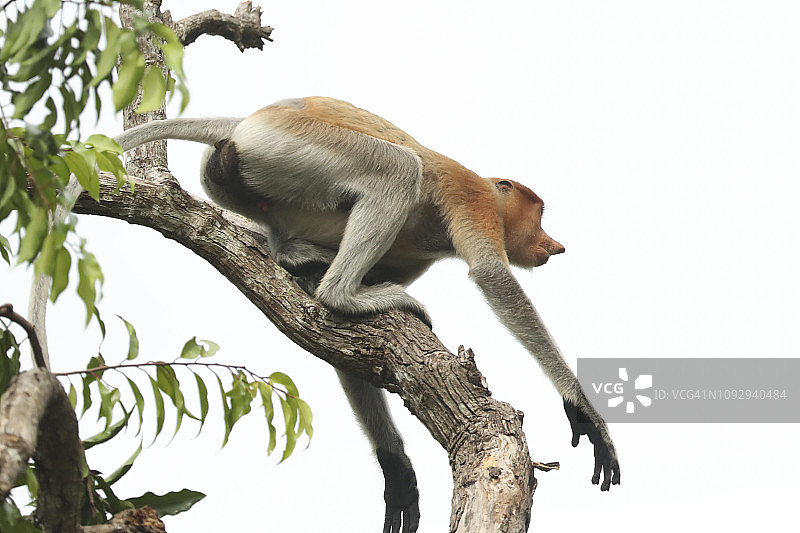 长鼻猴准备跳过河流图片素材