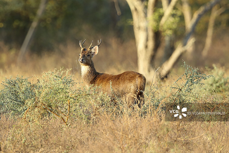 爪哇鹿、帝汶鹿或巽他鹿（Rusa timorensis）从灌木丛中探出头图片素材