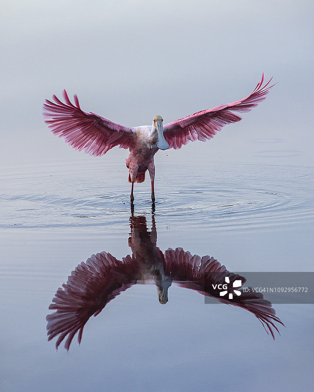 翅膀展开的琵鹭在浅水池中轻柔着陆图片素材
