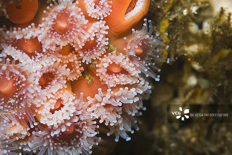 草莓海葵图片素材
