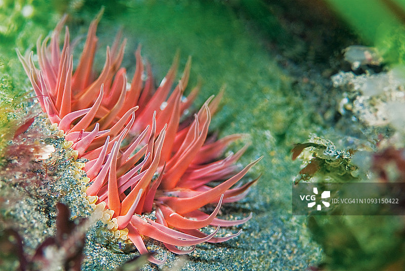 白点玫瑰海葵图片素材