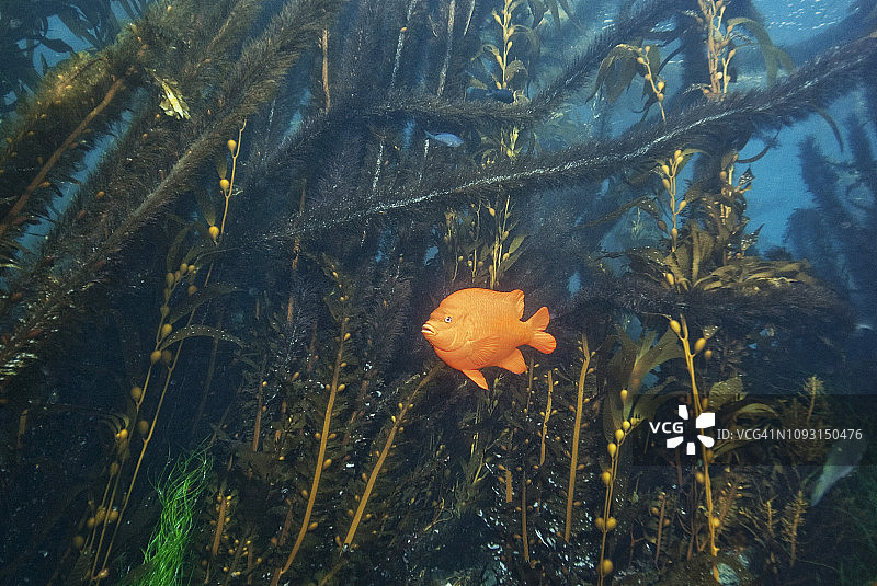 加里波第鱼图片素材