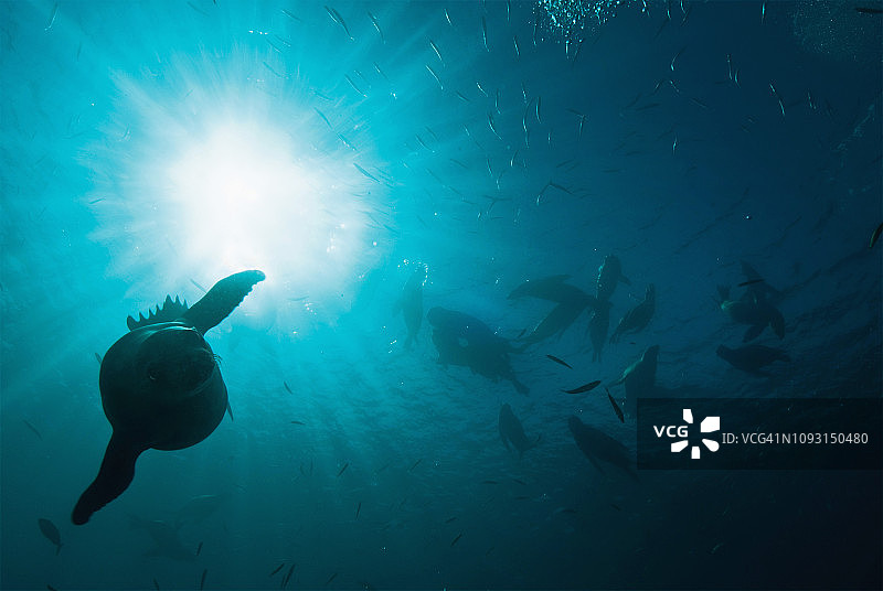 加州海狮图片素材